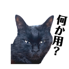 [LINEスタンプ] 黒猫ベア fetchpriority=high