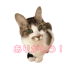 [LINEスタンプ] むーひよ