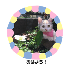 [LINEスタンプ] すずなにゃんスタンプ