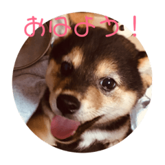 [LINEスタンプ] 柴犬の伊奈丸くん