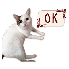 [LINEスタンプ] 猫写真スタンプ " 菜々 "