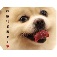 [LINEスタンプ] くまとらぽん♡