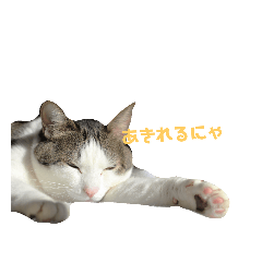[LINEスタンプ] うちのこだょ