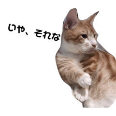 [LINEスタンプ] 日常会話(猫の代弁)