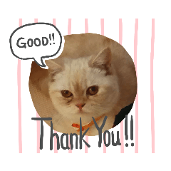 [LINEスタンプ] マンチカンのけまりちゃん