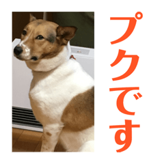 [LINEスタンプ] プクちゃん可愛い