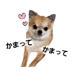 [LINEスタンプ] 我が家のラルバタスくん。