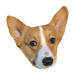 [LINEスタンプ] ホクトの犬