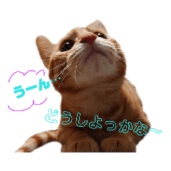 [LINEスタンプ] 子猫ルナの使える日常会話②