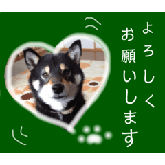 [LINEスタンプ] 黒柴レオ君