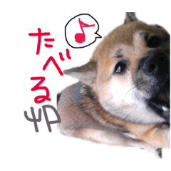 [LINEスタンプ] ゆかの柴犬あんたん