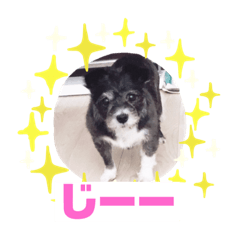[LINEスタンプ] 愛犬ぺんすけの日常（女子力高め）
