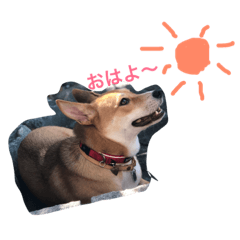 [LINEスタンプ] さくらの可愛いシリーズ