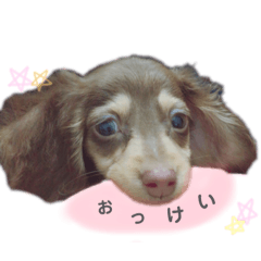 [LINEスタンプ] ちょこたんわんこ2