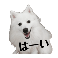 [LINEスタンプ] 日本スピッツ   White Lab