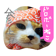 [LINEスタンプ] スギちゃんちの猫さん達
