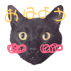 [LINEスタンプ] 黒猫ジュニ