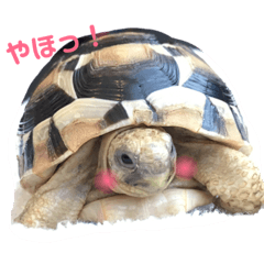 [LINEスタンプ] リクガメのリクさん