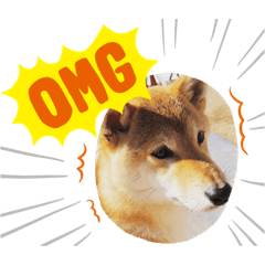 [LINEスタンプ] 豆柴くう  日常スタンプ