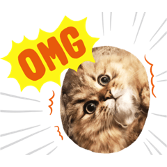 [LINEスタンプ] こねこのむーしゃのすたんぷ