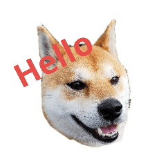 [LINEスタンプ] 柴犬HELLOダゼ