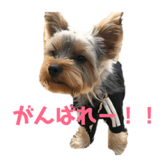 [LINEスタンプ] ぺろすたんぷ 190226 
