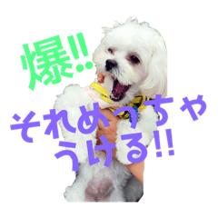 [LINEスタンプ] わんこスタンプ コップちゃん 