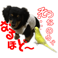 [LINEスタンプ] ぶらっくたんたん★カニンヘン★Vol.1 