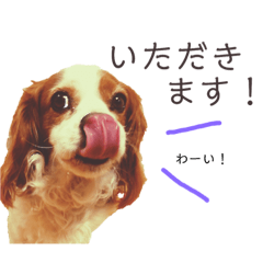 [LINEスタンプ] キャバリアかんたの毎日スタンプ 