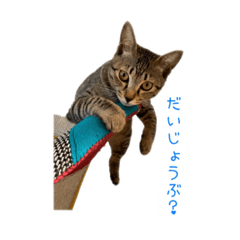[LINEスタンプ] 愛しのにゃんず