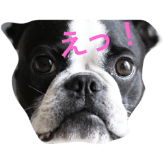 [LINEスタンプ] ボストンテリアのK2
