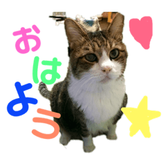 [LINEスタンプ] ⭐️大好きもっちゃん！⭐️