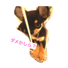 [LINEスタンプ] ちい坊よ2