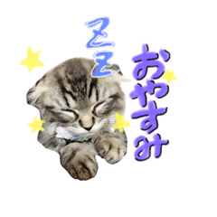[LINEスタンプ] ねいるちゃんの挨拶❤️猫