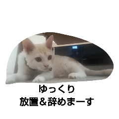 [LINEスタンプ] マロンくんスタンプ猫