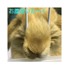 [LINEスタンプ] ウサギのなっちゃん 