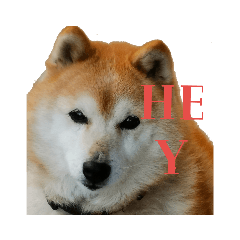 [LINEスタンプ] 日常に柴犬を