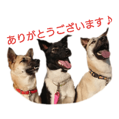 [LINEスタンプ] ピコピヨプーの日常。