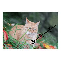 [LINEスタンプ] 自然と言葉