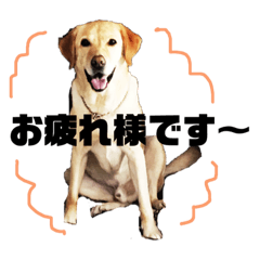 [LINEスタンプ] 使える！関西犬 ラブラドール
