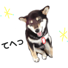 [LINEスタンプ] 黒柴ビンゴ2
