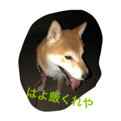 [LINEスタンプ] わしがジャッキーじゃ！ 
