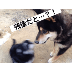 [LINEスタンプ] ゴマ＆そら＆うさぎ 