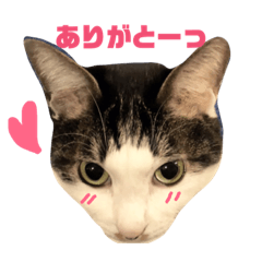 [LINEスタンプ] わぽさぼコンビ 2