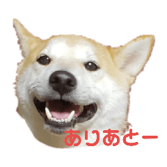 [LINEスタンプ] 毎日使える 柴犬 もんちゃん＆むさし 