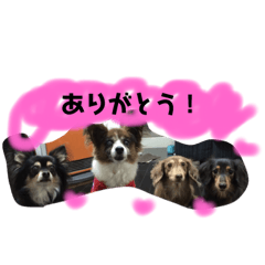 [LINEスタンプ] 宮田家のわん