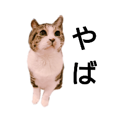 [LINEスタンプ] 吉村タマ