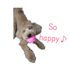 [LINEスタンプ] トイプードルきなこスタンプ