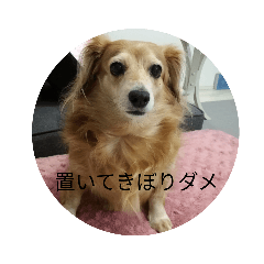 [LINEスタンプ] ミニチュアダックスフンドの気持ち