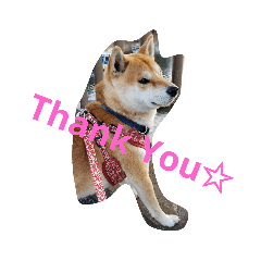 [LINEスタンプ] 柴犬HELLOダゼ2